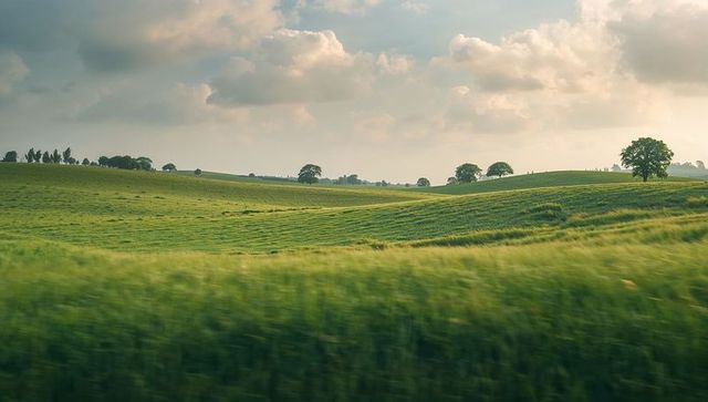Rolling Green Hills and Lone Oak Tree Stretching Over Panoramic Summer Pasture