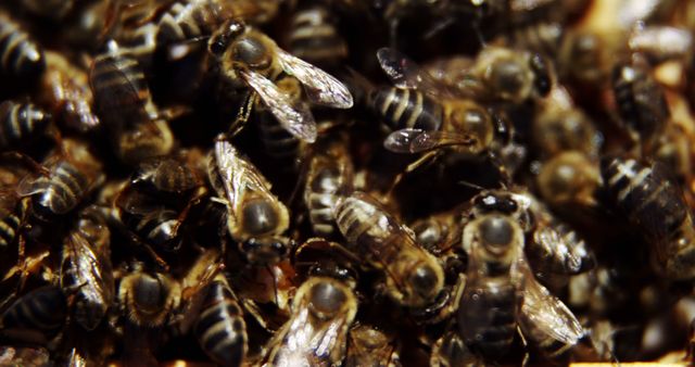 Close-up view of a swarm of bees in their hive illustrates the intricate details and community structure of these vital pollinators. Useful for educational content on bee behavior, beekeeping methods, biodiversity presentations, and environmental awareness campaigns. Ideal for articles and resources emphasizing the importance of honeybees in ecosystems.