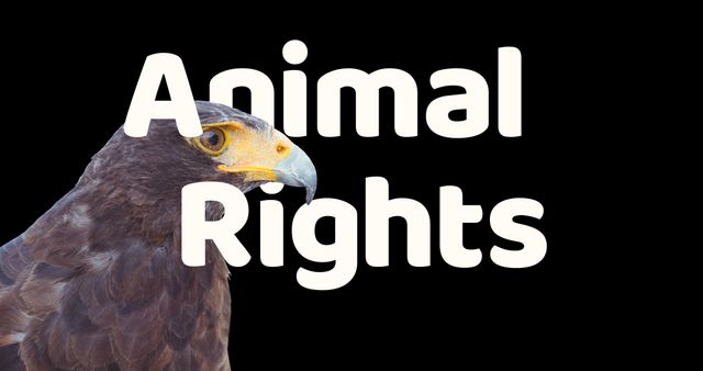 This image features a close-up of an eagle with 'Animal Rights' text overlay, highlighting wildlife conservation and advocacy. Ideal for use in campaigns, social media posts, and educational materials focused on animal rights and environmental protection.
