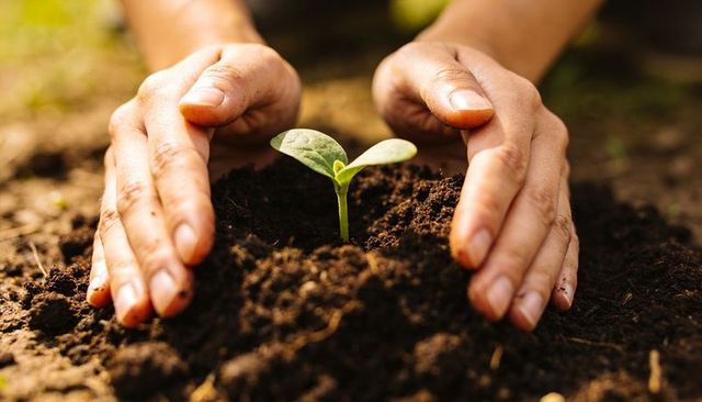 Hands Protecting Young Seedling in Rich Soil Nurturing Garden Growth and Sustainability