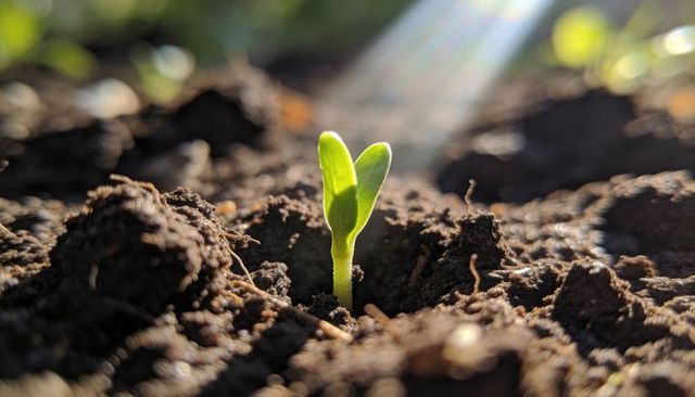Sprouting green seedling breaking through rich soil with sunbeam and macro focus