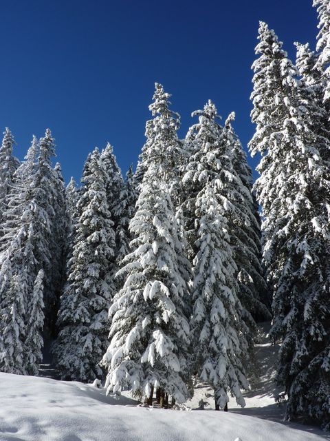 Snow-covered pine trees lining under clear blue sky. Ideal for winter-themed designs, holiday advertising, nature calendars, outdoor activities promotion, and seasonal greeting cards.