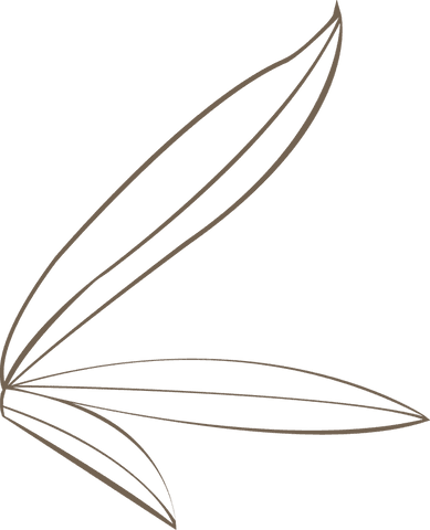 Abstract brown leaf outlines on transparent background