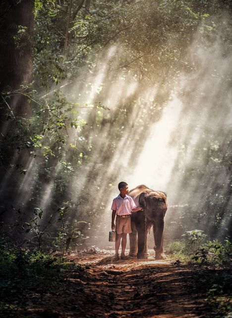 Young boy walking alongside an elephant through a sun-drenched forest path with rays of light filtering through the trees. This image conveys a peaceful and serene connection with nature, ideal for use in contexts involving wildlife conservation, the beauty of nature, and the bond between humans and animals.