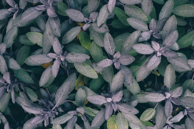 Close-up view of sage leaves showcasing a frosty design on their surface. Perfect for use in projects related to gardening, herbal medicine, cooking, and nature. Excellent for materials focusing on botany, aromatherapy, or healthy living.