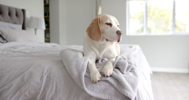 A beagle is lounging comfortably on a cozy, well-made bed in a modern, bright bedroom. The room is well-lit with natural light coming through a large window, highlighting the comfortable and serene environment. This image is perfect for use in articles or advertisements about home decor, pet-friendly living spaces, or promoting a comforting and cozy home environment.