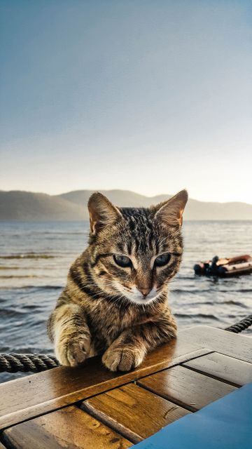 A tabby cat is sitting on a wooden table by the lake during sunset. The serene waters and mountains in the background create a peaceful scene. Ideal for pet photography, nature, relaxation, and tranquil settings. Can be used in topics related to animals, calmness, pets, outdoors, and scenic views.