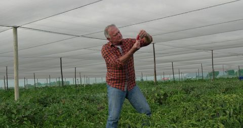 Experienced Farmer Inspects Organic Greenhouse Vegetables