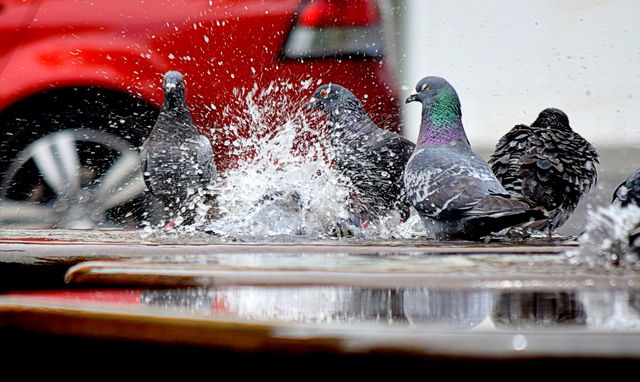 Pigeons are splashing in a puddle on a busy urban street. The vibrant red car in the background creates a dynamic contrast with the birds. This image can be used for various purposes including illustrating urban wildlife behavior, city life, or environmental interactions. Ideal for articles, blog posts, or educational materials highlighting animal behavior in urban settings.
