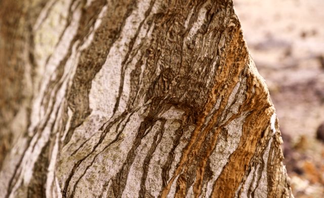 Striated tree bark showcasing intricate natural patterns in a close-up view. Useful for background designs, nature-themed projects, and educational materials related to botany and forestry.