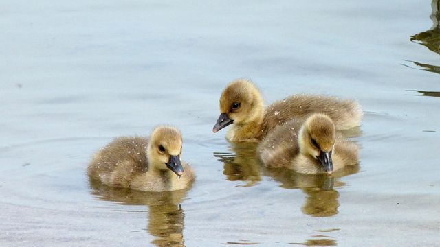 Three fluffy baby geese, known as goslings, swimming together in clear lake water. Perfect for use in nature-themed articles, educational materials about wildlife, or as an adorable decoration print.
