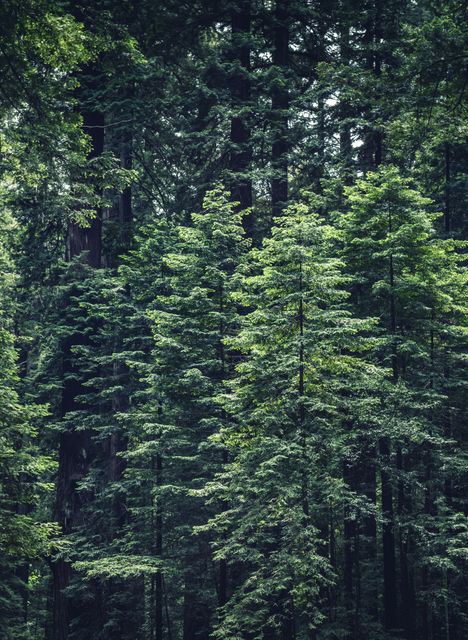 Lush Green Coniferous Forest with Tall Trees - Download Free Stock Photos Pikwizard.com