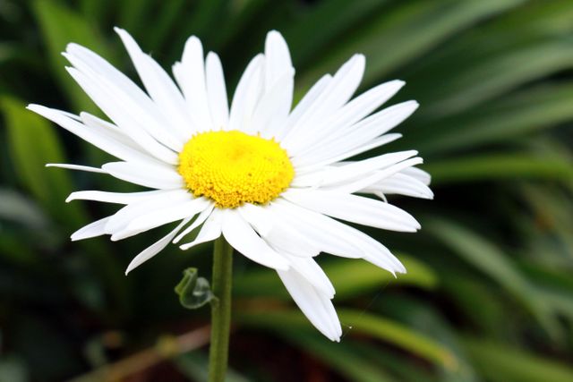 This image depicts a close-up of a white daisy in bloom, set against a lush green background. The vibrant yellow center of the flower contrasts strikingly with the pure white petals, conveying a sense of freshness and vitality. This photo can be used in gardening blogs, floral shop advertisements, nature-themed publications, or educational materials about flowers and plants.