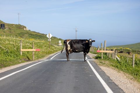 Black dairy cow blocking rural coastal road, standing on asphalt