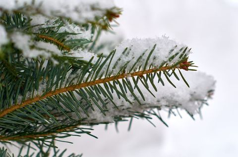 Snow-covered Evergreen Branch Close-up