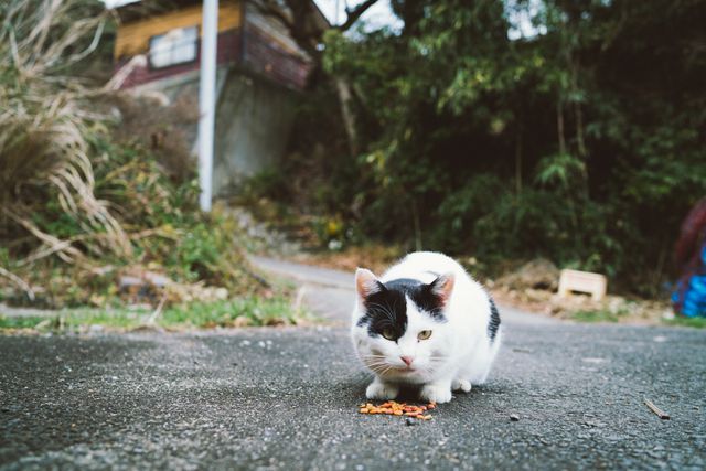 Black and white cat eating meal from street in rural area, surrounded by nature and simple buildings. Ideal for themes of pet care, rural life, simplicity, and natural environments. Suitable for blogs, articles, and social media posts related to pets, countryside living, and outdoor settings.
