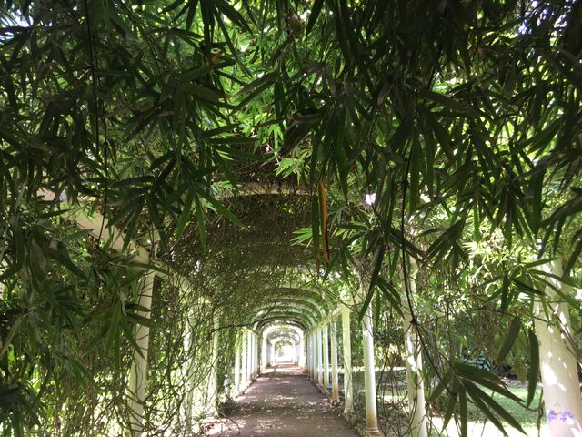 A serene garden pathway surrounded by lush bamboo plants. Sunlight filters through the foliage, creating a tranquil atmosphere. Suitable for use in articles about nature, mindfulness, relaxation venues, and picturesque gardens.