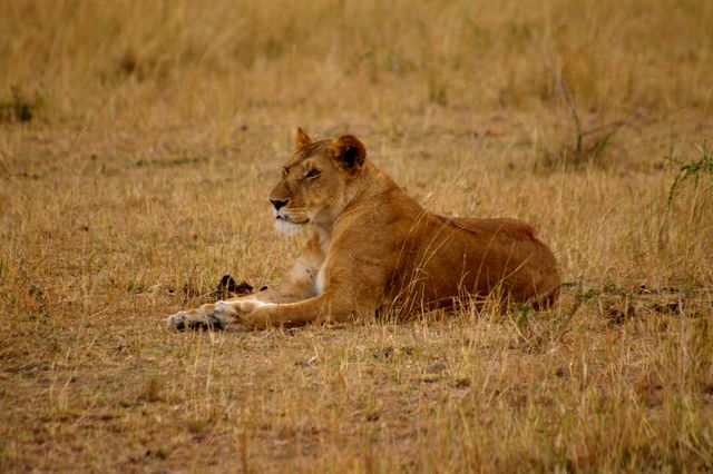 Lioness resting on grassy savanna, ideal for educational materials about African wildlife, animal behavior studies, nature documentaries, conservation campaigns, and travel promotions targeted at safari and wildlife tours.