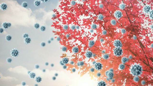 Synergy of a maple tree with red leaves and overlayed microscopic virus particles illustrates impact of pandemic crisis in natural surroundings. This imagery captures contrast between beauty of nature and danger of disease, emphasizing global tension between environment and health risks. Ideal for illustrating articles on pandemic impact on health, antiviral research, medicine, or changes in natural habitats caused by viruses.