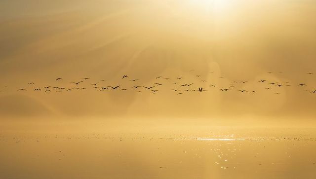 Gliding flock crossing golden mist over calm water with sun rays and shimmering reflection