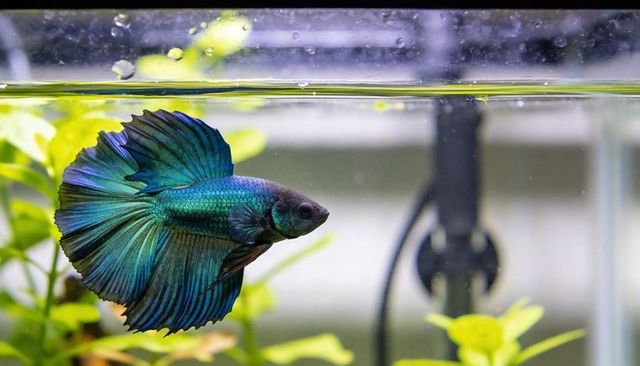 Iridescent teal betta fish swimming and fanning fins in planted aquarium tank