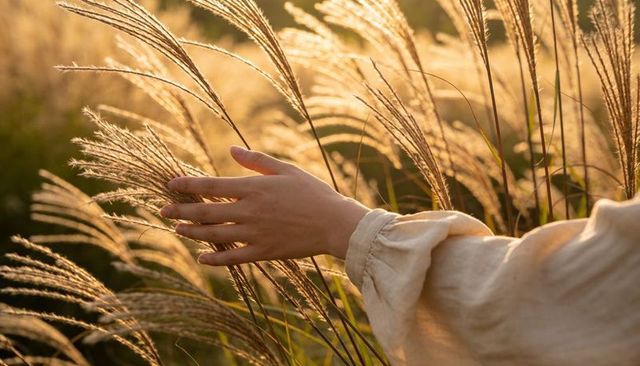 Sunlit hand brushing tall meadow grasses at golden hour reaching for gentle touch