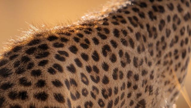 Close-up of leopard's spotted coat in savannah at golden hour