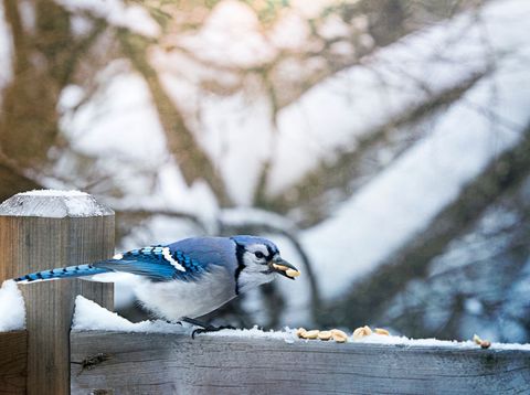 An engaging close-up of a Blue Jay perched on a snow-covered wooden fence, savoring peanuts amid a winter wonderland. The snowy background adds to the serene, natural beauty and typical winter wildlife theme. Ideal for use in articles on birdwatching, nature enthusiasts' blogs, and inspirational posters focusing on thriving in adverse conditions.