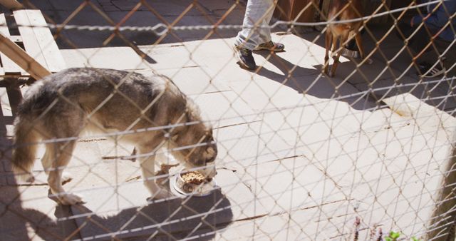Grey dog eating food behind fence in sunny dog shelter. Animals, support and temporary home, unaltered.