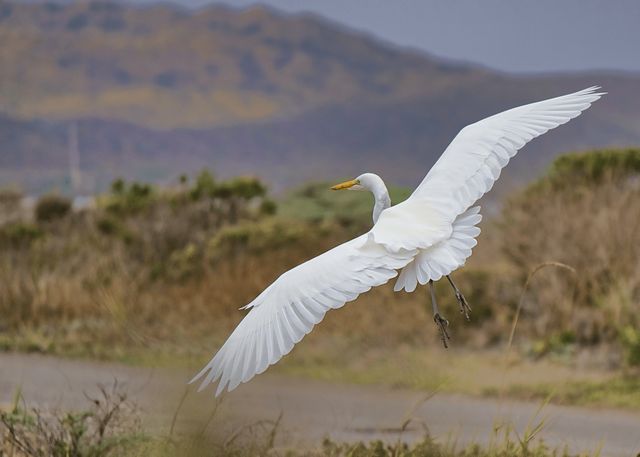 Great White Egret Flying Over Marshland - Download Free Stock Photos Pikwizard.com