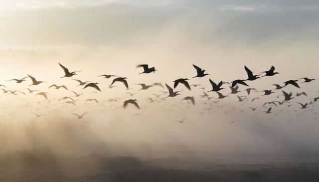 Soaring flock of silhouetted birds gliding over foggy marsh at golden sunrise light
