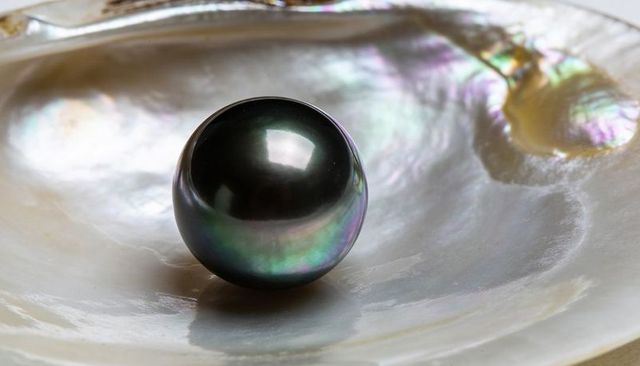 Lustrous Tahitian Black Pearl on Iridescent Mother-of-Pearl Shell Close-Up