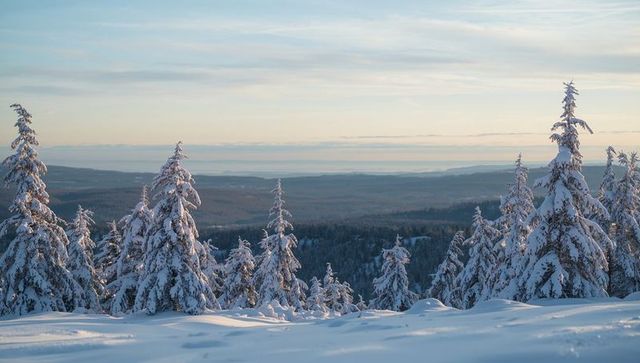 Sunlit Snow-Covered Spruce Forest on Alpine Ridge Overlooking Distant Winter Valley at Dawn