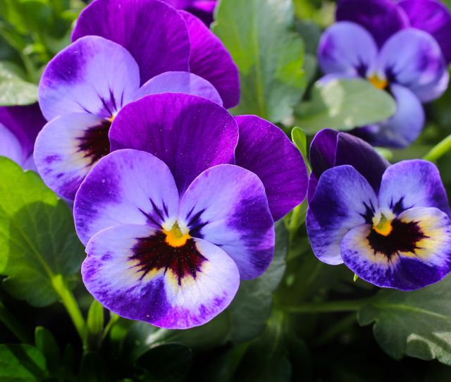 Vibrant violet and purple pansies with lush green leaves blooming in an outdoor garden. Ideal for use in nature-themed projects, gardening websites, and floral design presentations.