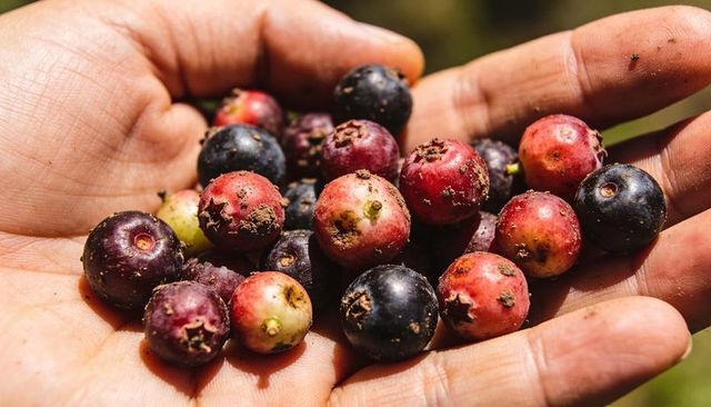 Cupped hand holding wild multicolored berries with soil closeup harvest outdoors sunlit