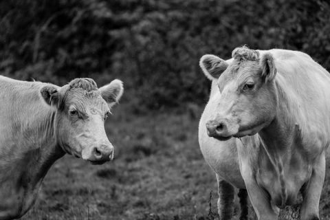 Monochrome Pastoral Scene with Two Light-Colored Cattle Standing in Wet Meadow, Rural Mood