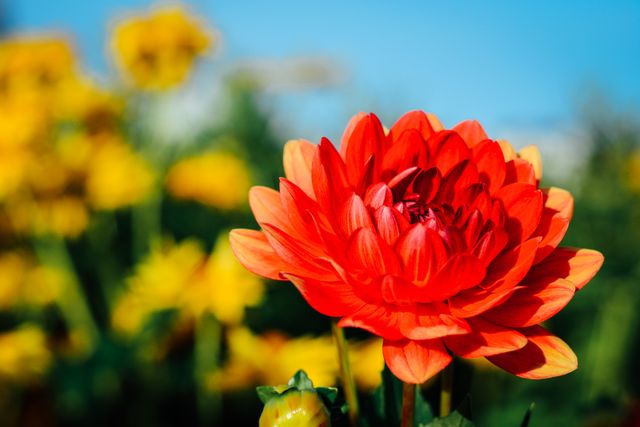 This vibrant red dahlia in full bloom stands out beautifully against a background of blurred yellow flowers. Ideal for use in gardening magazines, nature-themed websites, floral decoration guides, or as accent artwork in home decor.