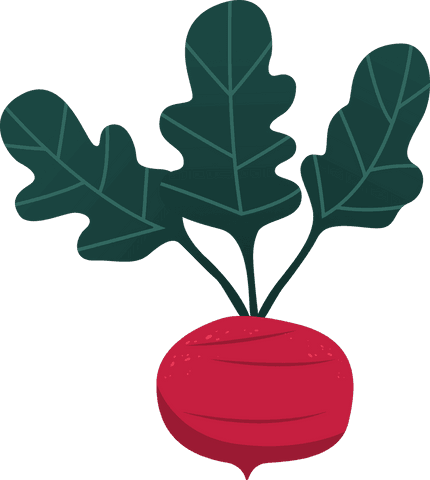 vibrant beetroot illustration on transparent background for design - Download Free Stock Videos Pikwizard.com
