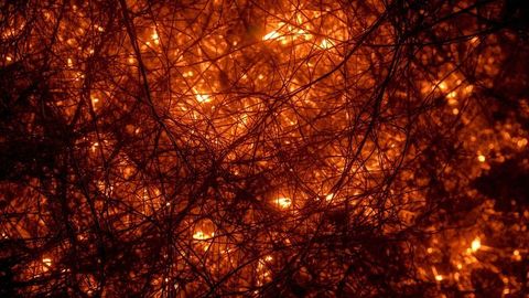 Sunlit Woodland Thicket: Captivating Organic Abstract Light Display