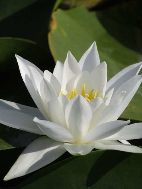 Close-up of blooming white water lily bathed in sunlight, making a striking contrast with green leaves. Ideal for themes of natural beauty, tranquility, gardening, botanical studies, and peaceful environments. Suitable for decoration, relaxation materials, or articles on aquatic plants.