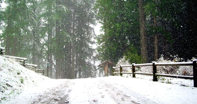 Snowy path through a winter forest with a wooden fence lining the road. Tall evergreen trees covered in fresh snowfall create a tranquil, wintry scene. Perfect for themes of winter travel, holiday postcards, nature backgrounds, and serene outdoor scenes.
