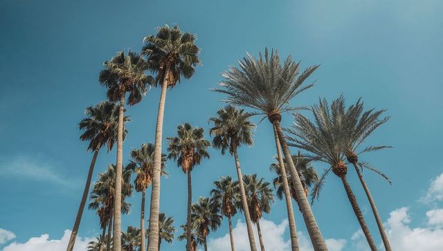 Soaring palm trees reaching toward teal sky, tropical canopy of tall trunks and fronds