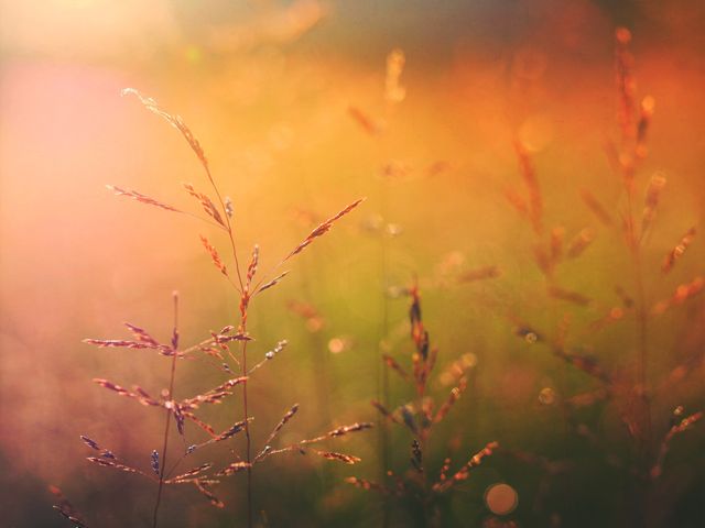Sunlit grass field in autumn with a pleasing bokeh background. Soft focus and warm light create a tranquil atmosphere. Perfect for nature-themed projects, relaxation concepts, or backgrounds for presentations and websites.