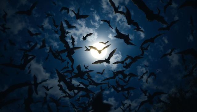 Bat Silhouettes Through Moonlit Night Sky