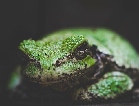Green tree frog perching showing textured camouflage, moist skin and reflective eye