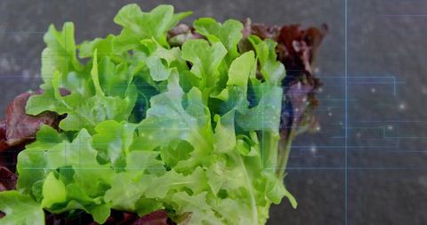 Fresh mixed leaf lettuce with digital grid overlay highlighting texture and freshness