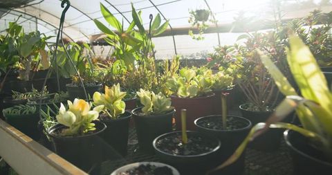 Succulent Plants in Greenhouse with Sunlight