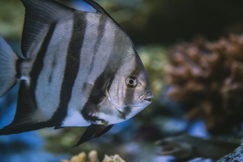 Graceful striped small fish swimming in clear aquarium