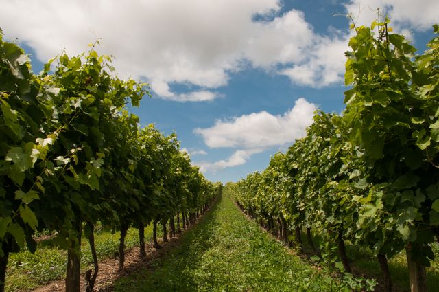 Fruitful Vineyard Under Clear Blue Sky on a Sunny Day - Download Free Stock Photos Pikwizard.com