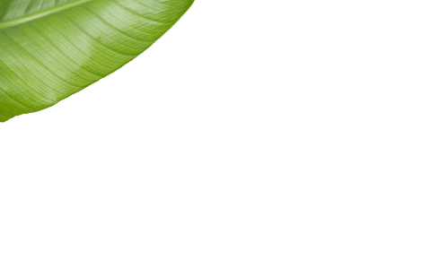 transparent tropical green leaf corner with detailed veins - Download Free Stock Videos Pikwizard.com
